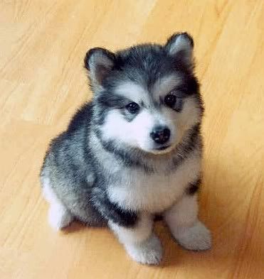 Professional breeders offer the best Pomsky Puppies
