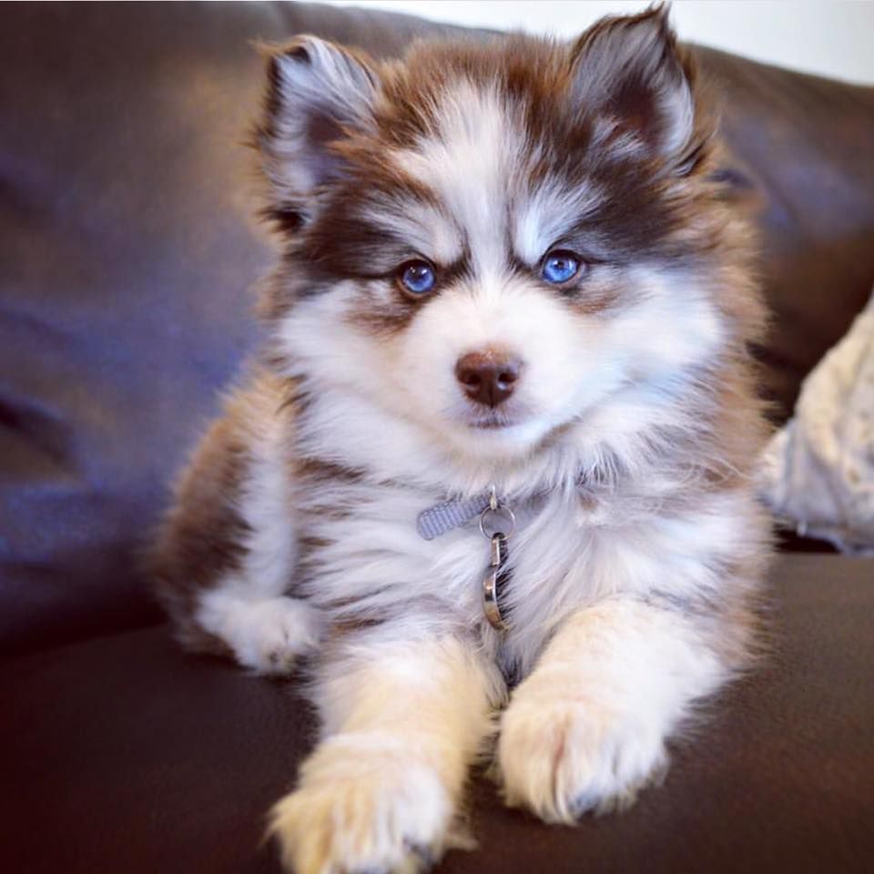 Get your Pomsky Puppy from a professional breeder you can trust